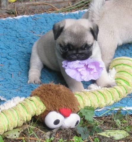 Liebevoller Mops Welpen für Ihre wunderbare Familie - Rassehunde Mops - Dortmund
