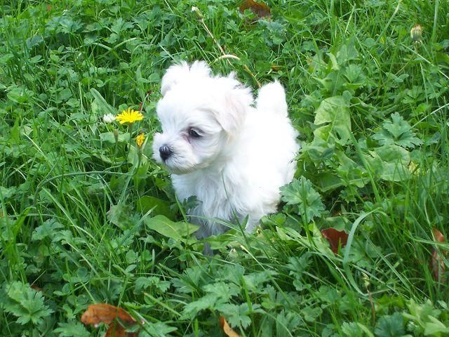 Schönen 12 Wochen alten Malteser Junge und Mädchen - Rassehunde Malteser - Münster