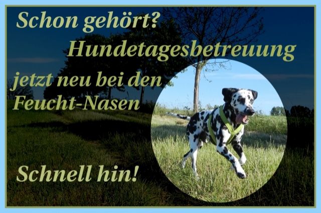 Jetzt neu: Hundetagesbetreuung und Gassiservice in 01796 Pirna - Hundesitter - Pirna