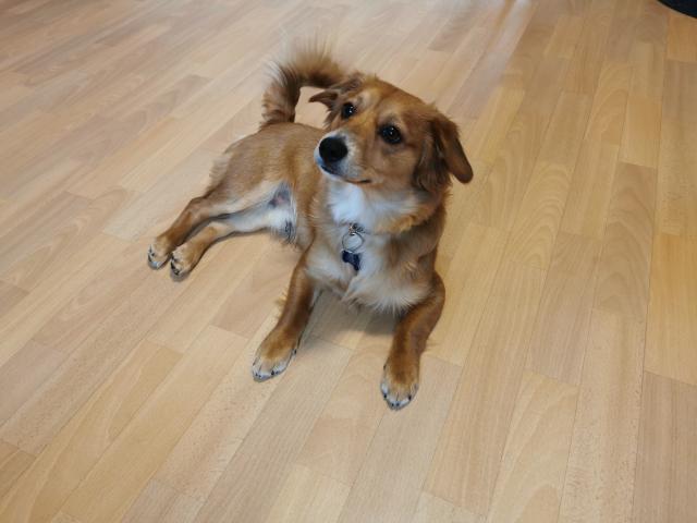 Mix Papa möchte Welpe - Deckanzeigen - Kassel