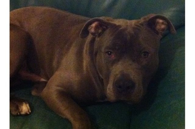 Blueline Rüde, 11 Monate alt, Bully Bloodline - Rassehunde Pit Bull - Kirchgellersen