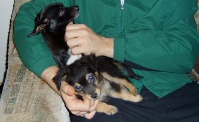 Chihuahua-mix-welpen - Rassehunde Chihuahua - Reinsdorf