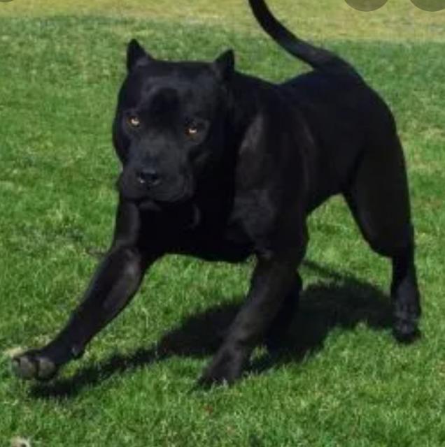 Suche schwarze  Pitbull  - Rassehunde Pit Bull - Dortmund