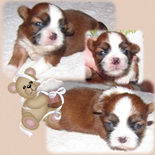 Shih---Tzu - Rassehunde Shih Tzu - feldatal