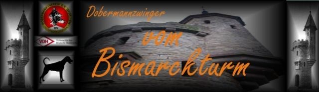 Dobermannwelpen aus VDH  /  DV  Zucht - Rassehunde Dobermann - Höxter
