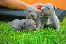 Reinrassige American Pit Bull Terrier Welpen - Rassehunde Pit Bull - wien