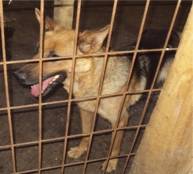 Lotta wurde misshandelt, trotzdem ist sie freundlich UNGARN - Rassehunde Schaeferhund - Heidelberg