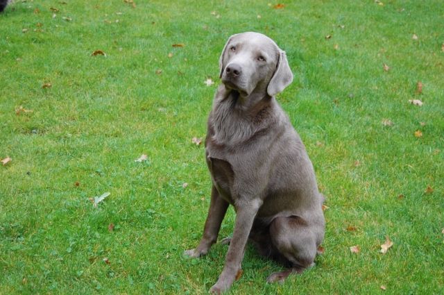 Silber Labrador Deckrüde - Deckanzeigen - Cloppenburg