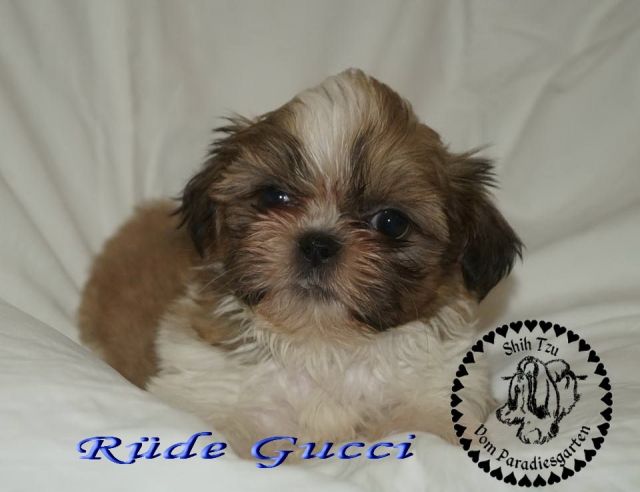 Gucci süßer kleiner Shih Tzu Rüde mit Pap. - Rassehunde Shih Tzu - frankfurt