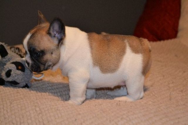 Französische Bulldog-Welpen aus Top Blutlinien mit (tan-gen) zu vergeben ( blau - Rassehunde Franzoesische Bulldogge - Neubrandenburg