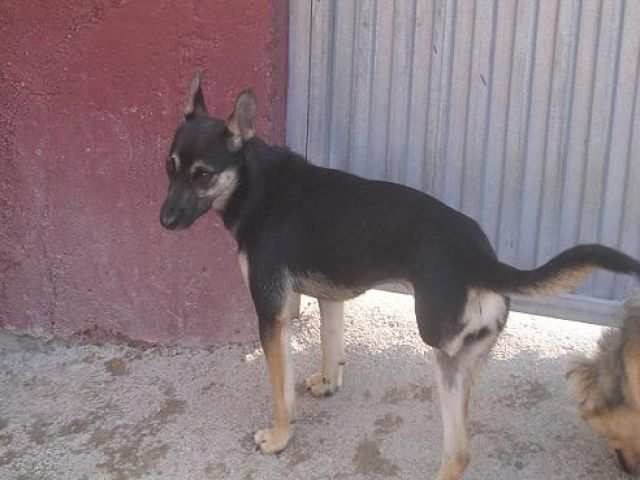 Bezaubernde kleine Sirenita, 1 Jahr jung,  - Mischlinge - Weilbach