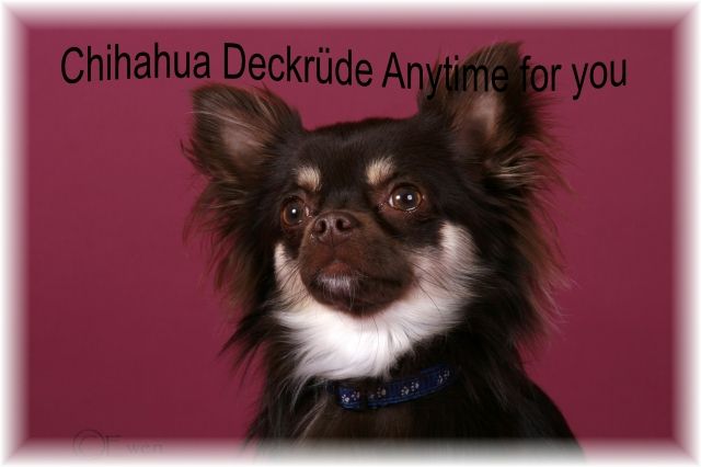 Charmanter Chihuahuadeckrüde in edeler Farbe - Deckanzeigen - 53123