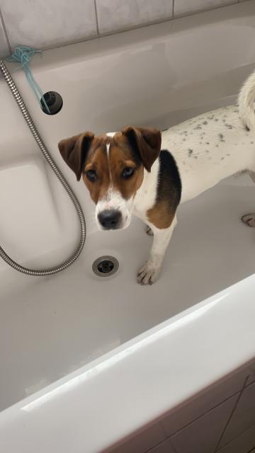 Jack Russel Terrier Deckrüde - Deckanzeigen - Essen