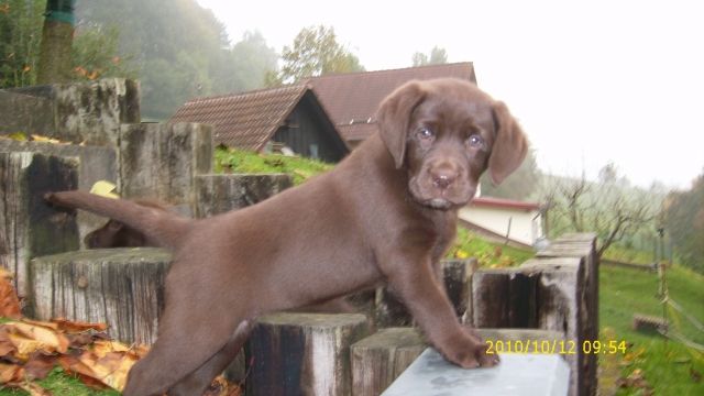 @@ Choco Labrador-Welpe (Hündin) @@ - Rassehunde Labrador - Eiterfeld
