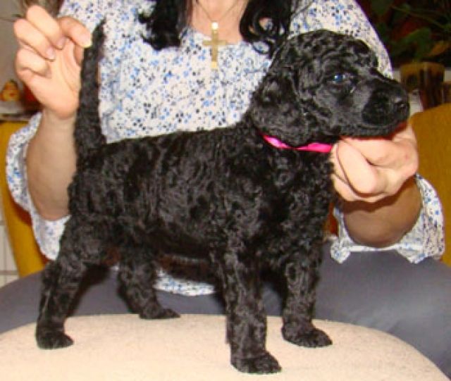 Grosspudel-Koenigspudel welpen schwarz - Rassehunde Pudel - Ceske Budejovice