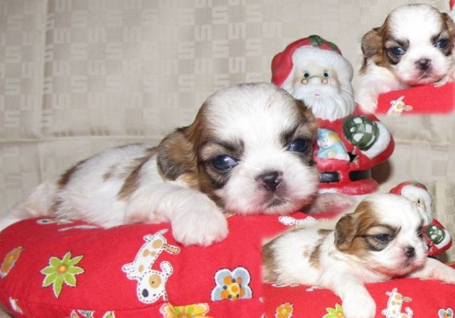 Shih Tzu mit Papieren - Rassehunde Shih Tzu - feldatal