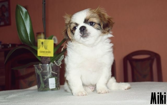 Pekinesenrüden - Rassehunde Pekinese - pfaffenhofen