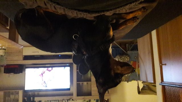 Haru sucht.... - Rassehunde Pinscher - Dresden