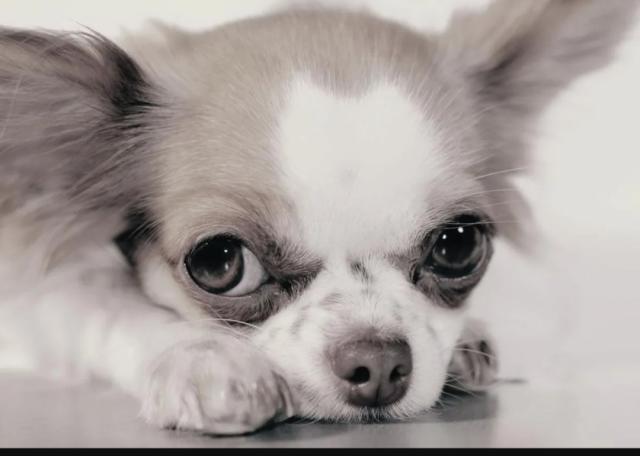 Chihuahua Rüde Langhaar  - Rassehunde Chihuahua - Mahlow