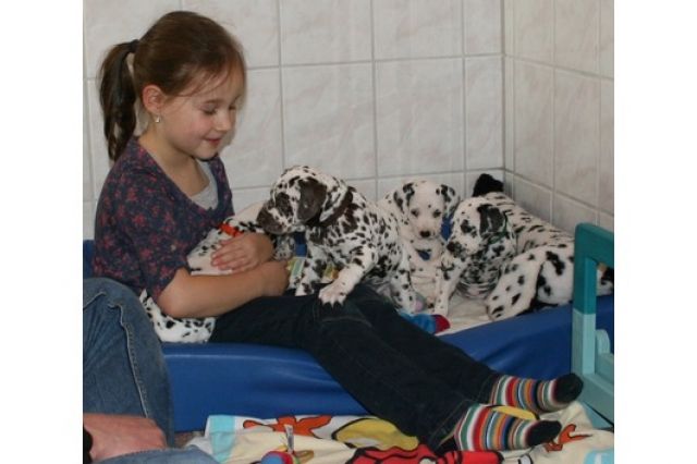 3 Wunderschöne reinrassige Dalmatinerwelpen suchen Ihre Familie - Rassehunde Dalmatiner -  Köln