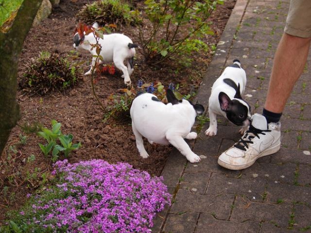 Französische Bulldoggen Welpen - Rassehunde Franzoesische Bulldogge - Hannover