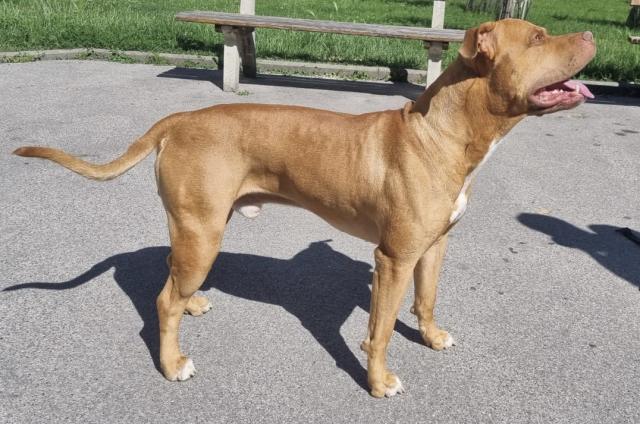 DECKRÜDE APBT - RED RED NOSE - Rassehunde Pit Bull - Wien