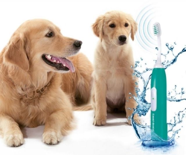 Die optimale Zahnpflege für Ihren Hund ohne Narkose - Hunde Zubehoer - Ettlingen