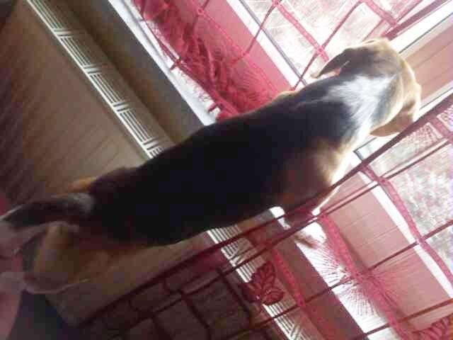 Beagle Rüde - Rassehunde Beagle - Demmin