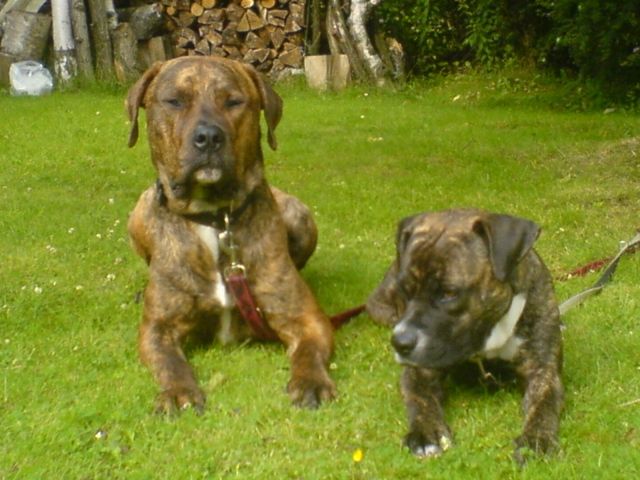 Hundepaar - Dogo Argentino Mix & Dogo Canario (3Jahre alt) - Mischlinge - Duisburg