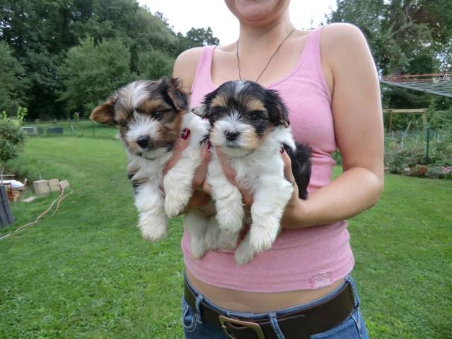 2Schön Biewer Yorkshire Terrier Welpen - Rassehunde Terrier - Renningen