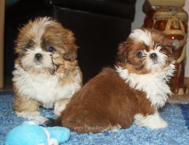Shih Tzu Welpen mit Ahnentafel - Rassehunde Shih Tzu - Feldatal