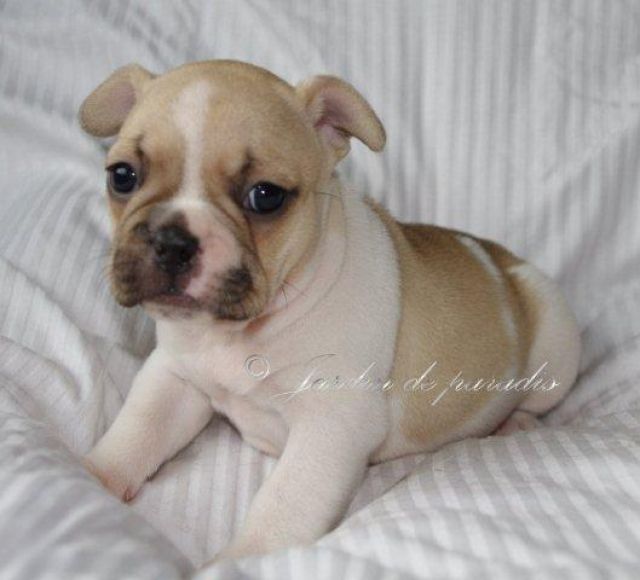 Französische Bulldoggen Welpen mit Pap. in schönen Farben - Rassehunde Franzoesische Bulldogge - frankfurt