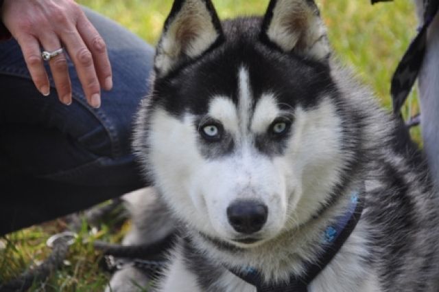 Deckrüde, VDH/FCI/DCNH- Siberian Husky Rüde  - Deckanzeigen - Penzberg