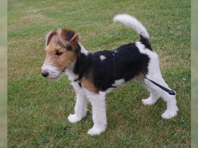 Schön Drahthaar-Foxterrier-Welpe - Rassehunde Terrier - Steinach