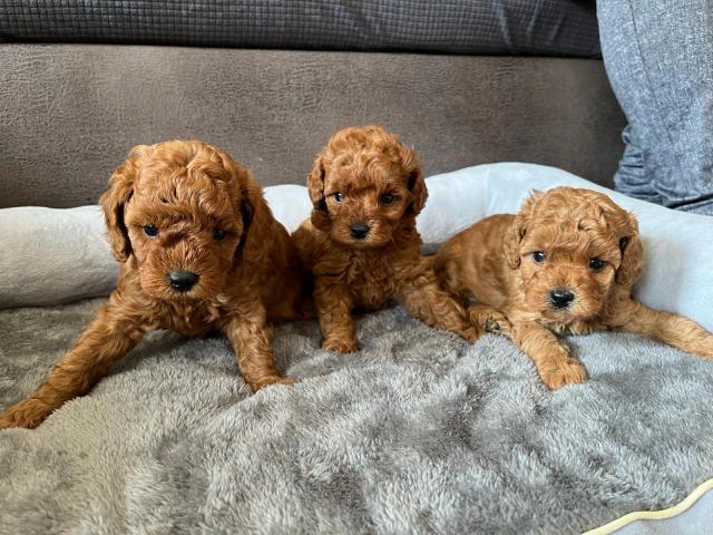3 Toy Pudel Welpen  - Rassehunde Pudel - Neuwied 