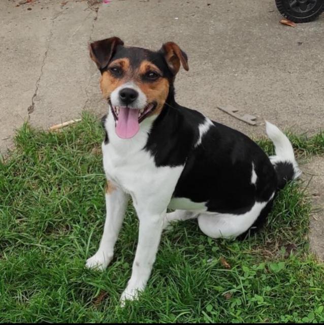 DECKRUEDE Jack Russel reinrassig - Deckanzeigen - Dottikon