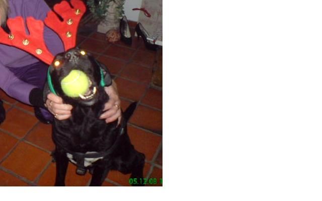 Hundesitter gesucht für ca. 10 Tage um Silvester 2008/2009 in München - Hundesitter - München