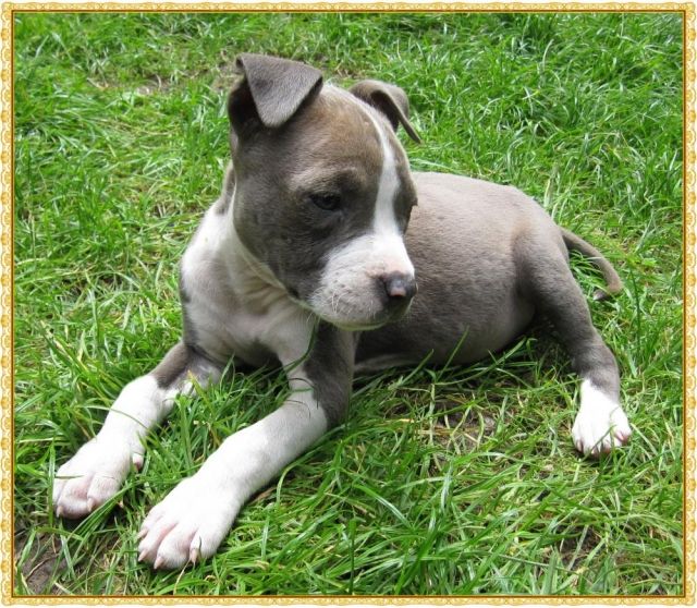 Reinrassige Am.Staff.Welpen mit VDH Papieren - Rassehunde Terrier - Düsseldorf