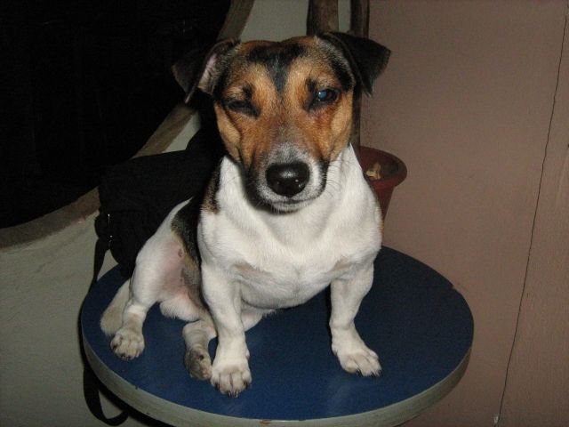 Jack Russel Rüde 2 Jahre such jacky Dame - Deckanzeigen - Erlangen