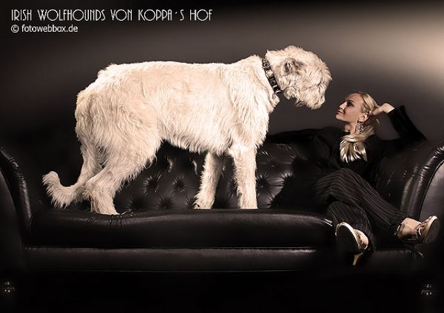 Irish Wolfhound- Irischer Wolfshund von Koppas Hof - Rassehunde Windhund - Mügeln