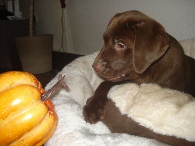 Wunderschöne chocolate Labrador Welpen abzugeben  - Rassehunde Labrador - Siegen