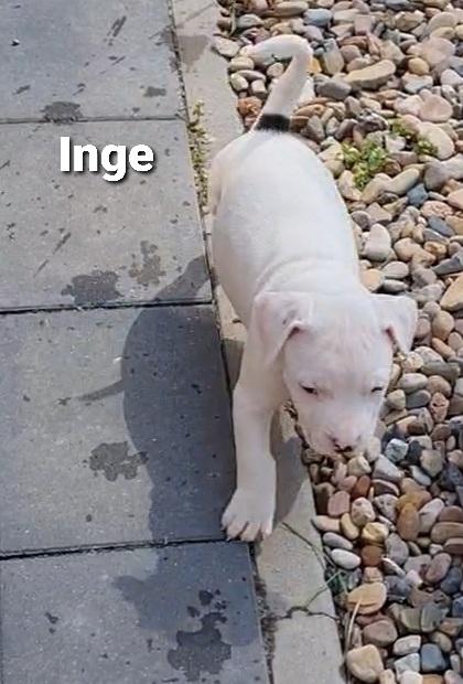 Dogo Argentino/American Bully XL Welpen - Mischlinge - Hatten
