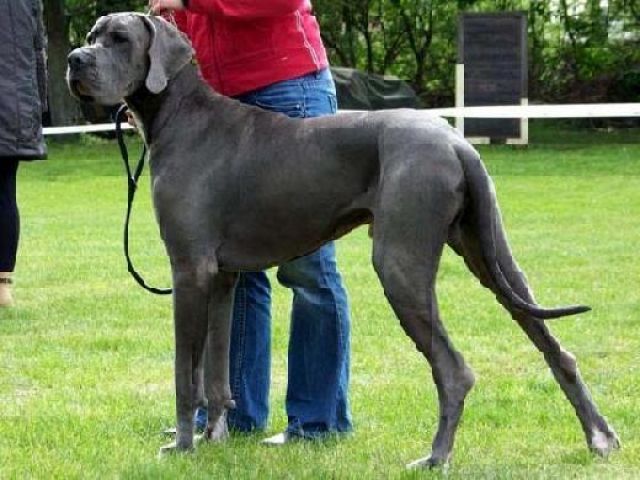 Achtung ! Deckmeldung vom 11.September 2011 ! - Rassehunde Dogge - Lindenberg