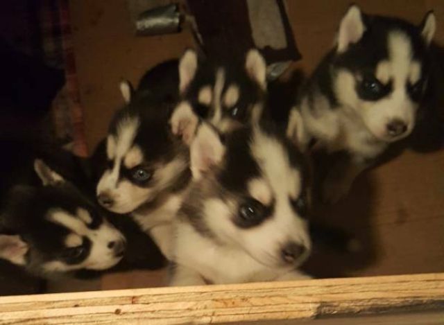 Reinrassige Siberian Husky Welpen abzugeben whatsapp (+4915145672158) - Rassehunde Husky - Rüsselsheim