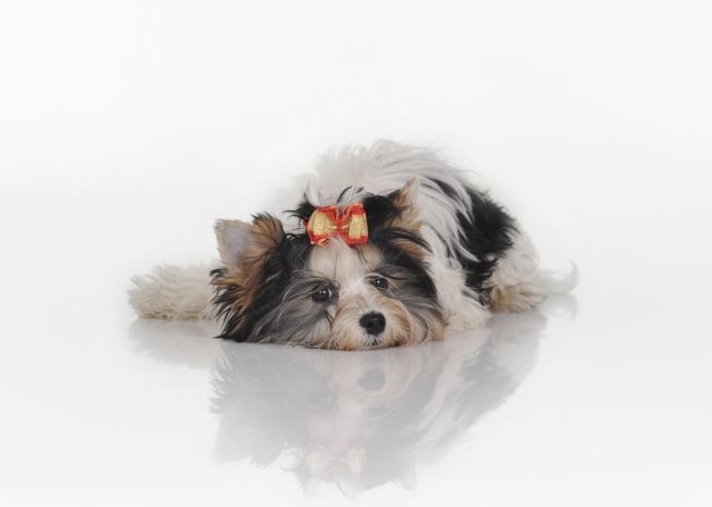 Biewer yorkshire  - Rassehunde Terrier - herford