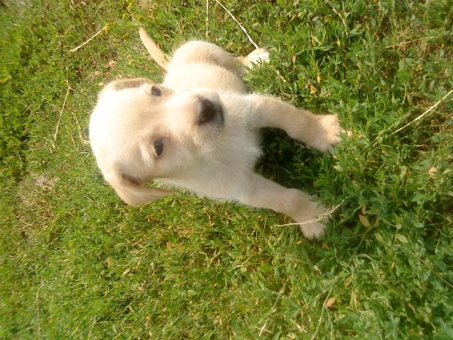 Zucker Süßer Chihuahua Mix - Hunde Zubehoer - Berlin