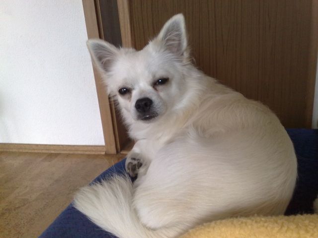 Deckrüde Chihuahua 2 Jahre sucht Hundedame - Deckanzeigen - Aalen