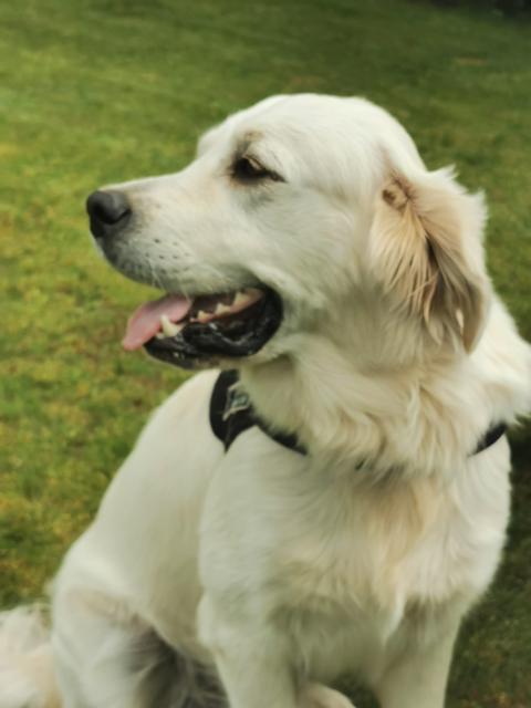 Rüde sucht Hündin zum Decken Deckrüde Golden Retriever  - Deckanzeigen - Born