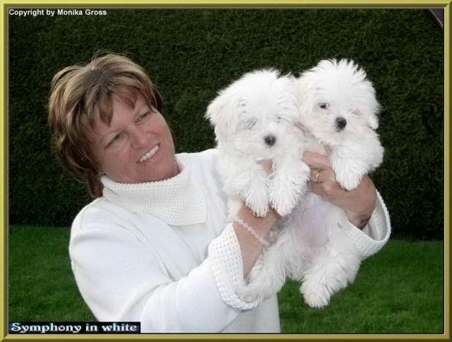 Welpen vom Malteser-Hundeparadies  Symphony in white  - Rassehunde Malteser - Riegelsberg