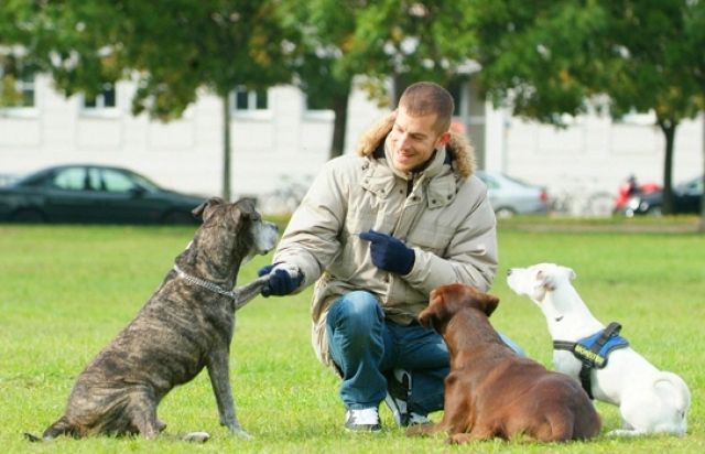Gassiservice/ Hundeausführservice- DogTraining4Life - Hundesitter - Berlin